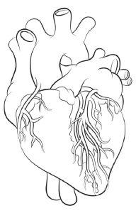 15 Easy Human Heart Drawing Ideas - Draw A Human Heart