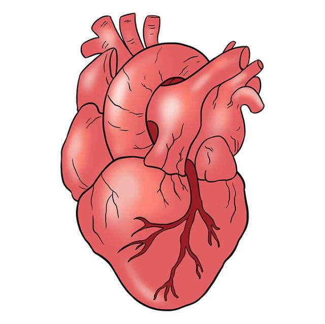 How to Draw a Human Heart
