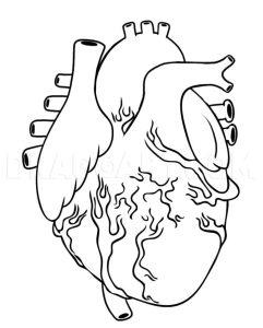 15 Easy Human Heart Drawing Ideas - Draw A Human Heart