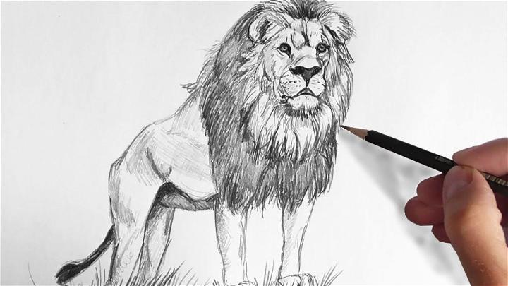 How to Draw a Lion with Pencil