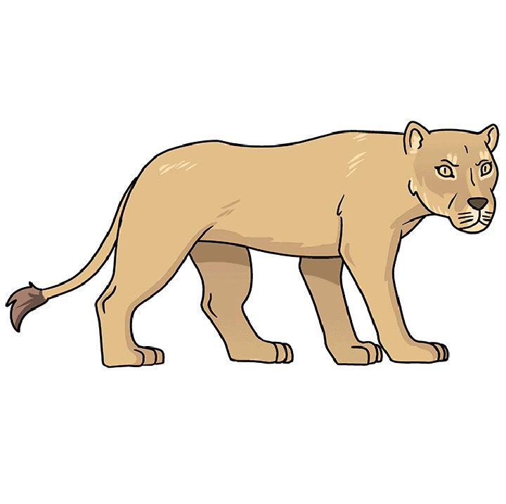 How to Draw a Lioness