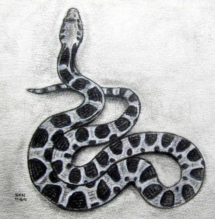 How to Draw a Realistic Snake