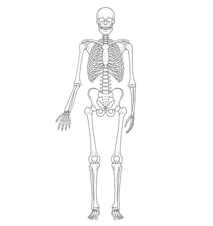 How to Draw a Skeleton Body