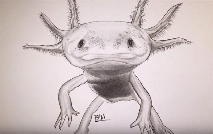 How to Draw an Axolotl Sketch