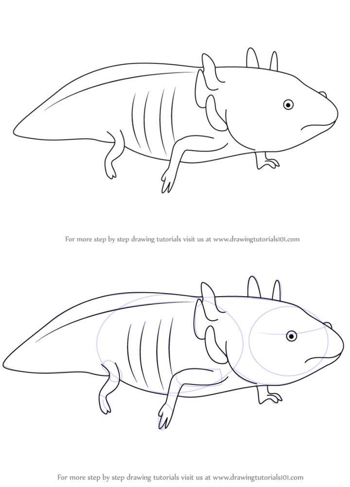 How to Draw an Axolotl