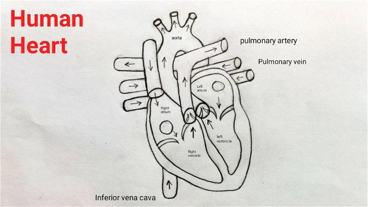 Human Heart Line Drawing