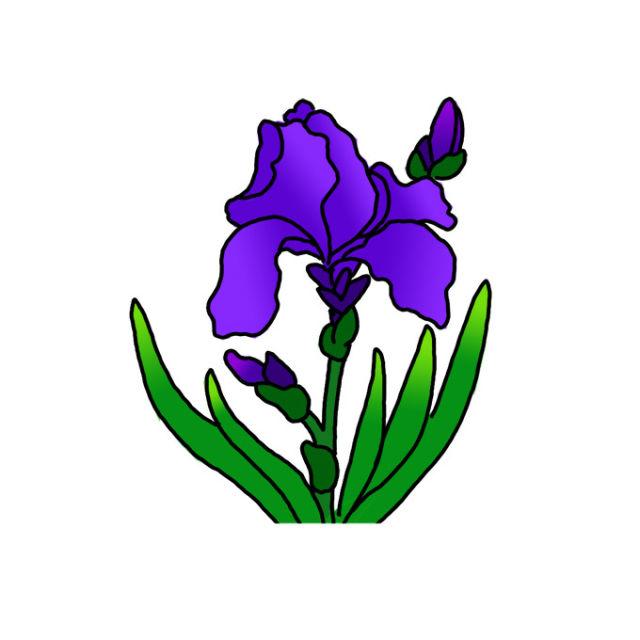 Iris Flower Drawing Step By Step