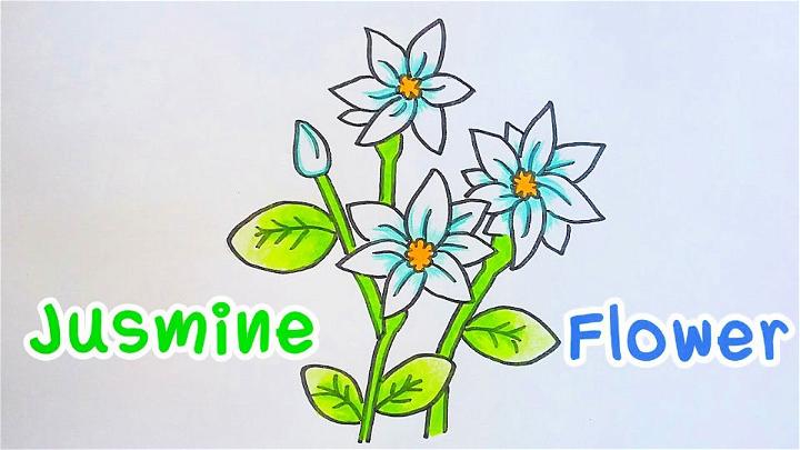 Jasmine Flower Drawing