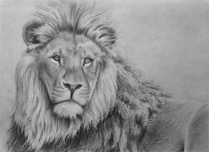 Lion Mane Drawing