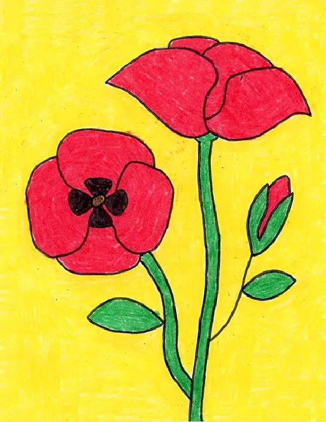 Poppy Flower Drawing