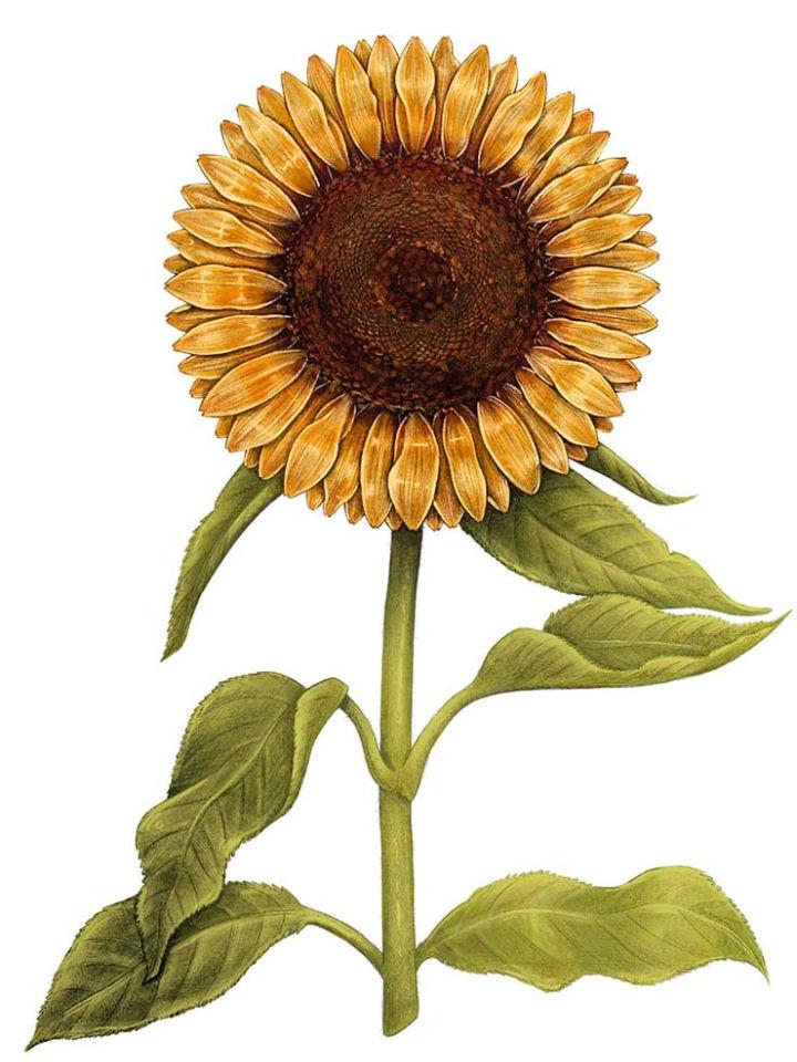 Sunflower Drawing  How to draw a Sunflower