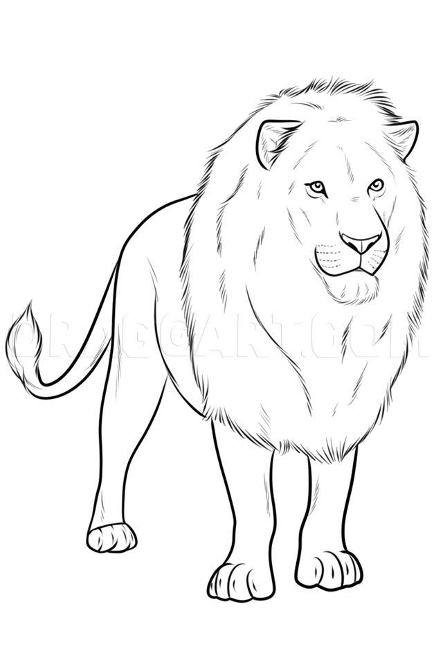 Realistic Lion Drawing