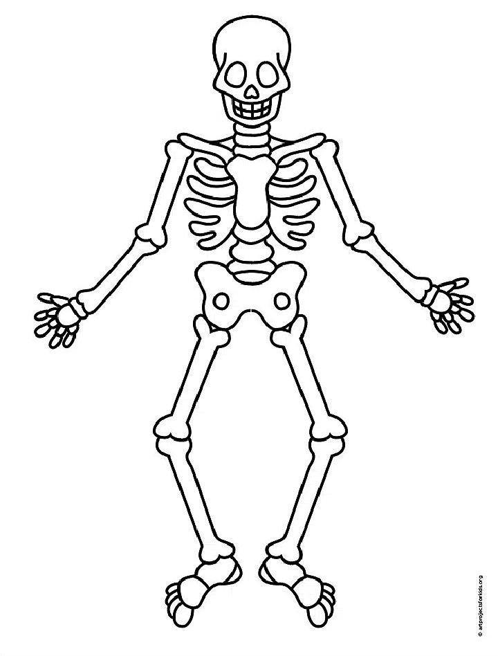 Realistic Skeleton Drawing