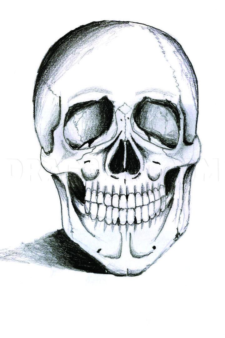 Skull-sketch Royalty Free Vector Image - VectorStock