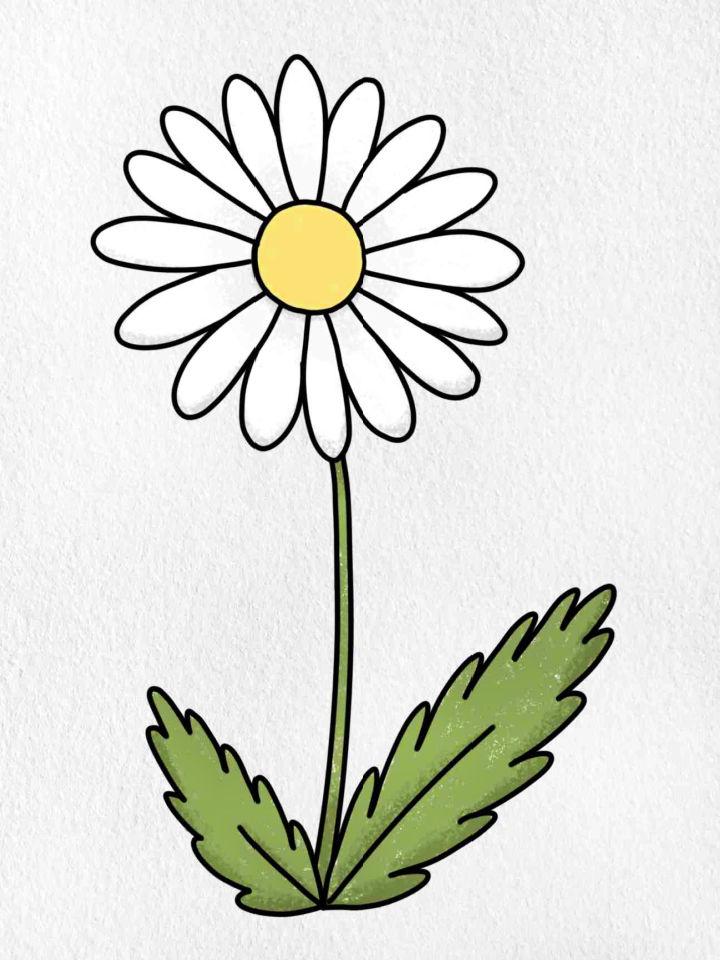 Simple Daisy Flower Drawing