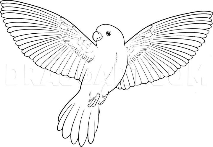 Learn How to Draw a Flying Bird Birds Step by Step  Drawing Tutorials