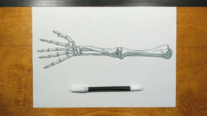 Skeleton Arm Drawing