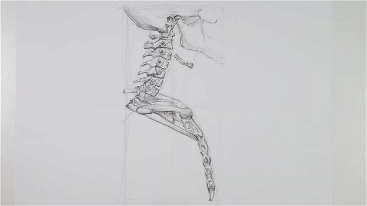 Skeleton Neck Drawing