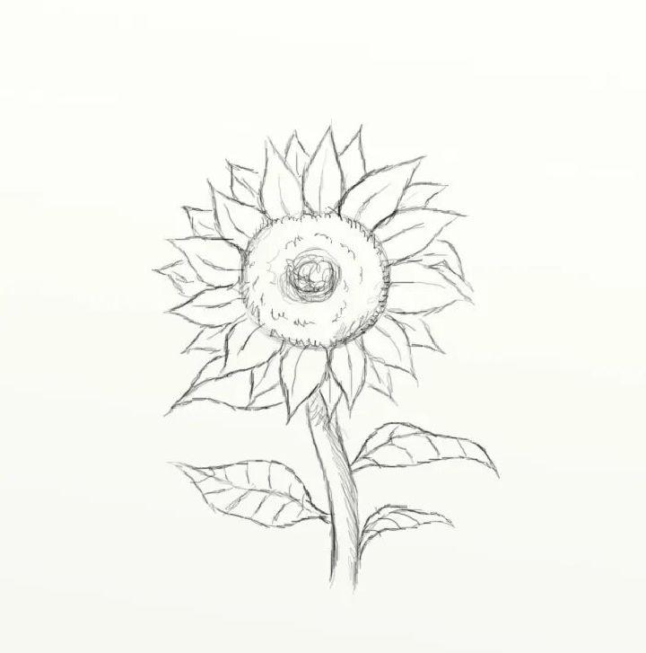 Sketch Sunflower Drawing