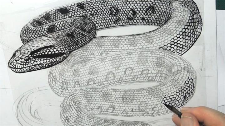 Snake Scales Drawing