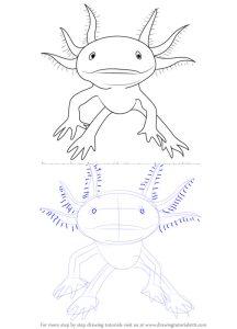 15 Cute Axolotl Drawing Ideas - How to Draw an Axolotl - Blitsy