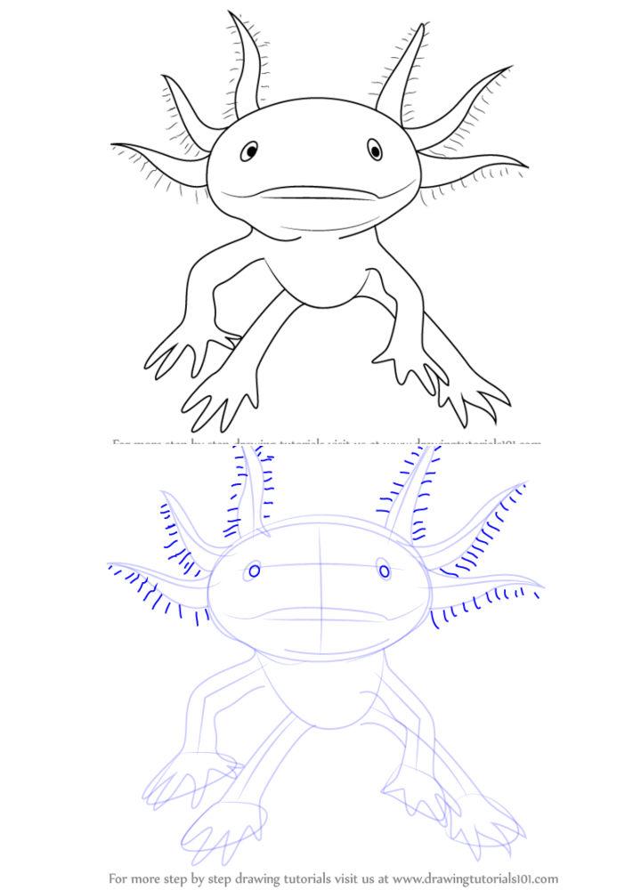 Walking Axolotl Drawing