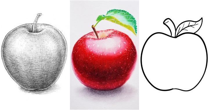 Pen  Pencil Art  Realistic Apple Drawing with Pencil  Facebook