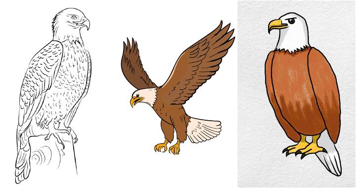 eagle drawing ideas and tutorials