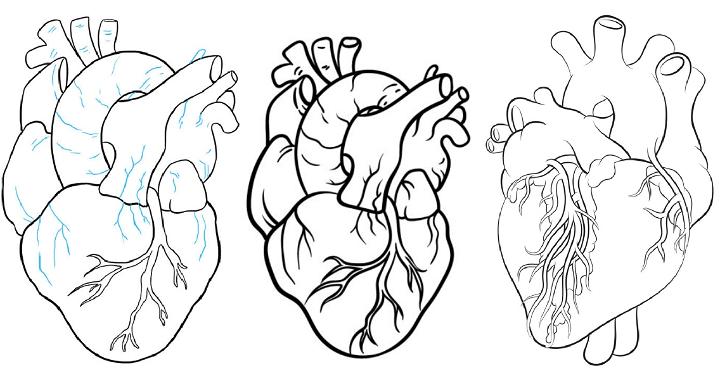 15 Easy Human Heart Drawing Ideas - Draw A Human Heart