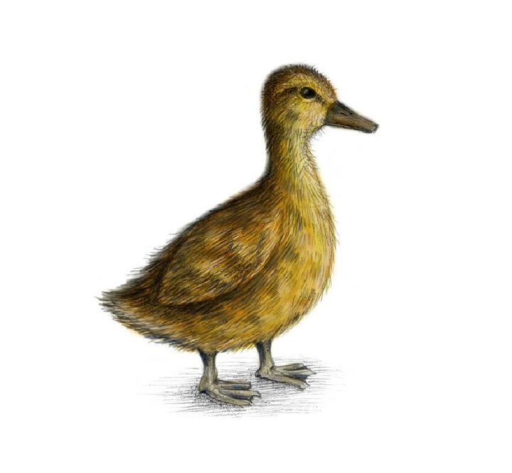 Baby Duck Drawing