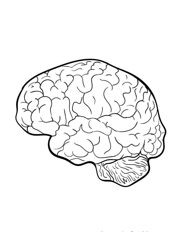 Brain Drawing Step by Step Guide