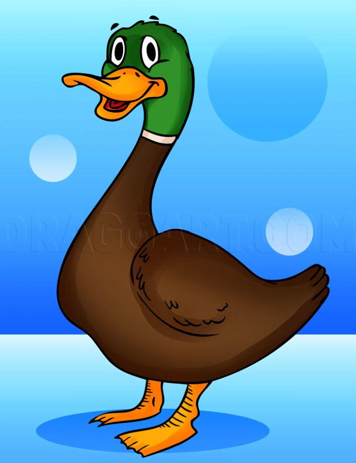 Cartoon Duck Drawing