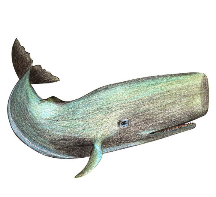 Color Pencil Drawing of Sperm Whale