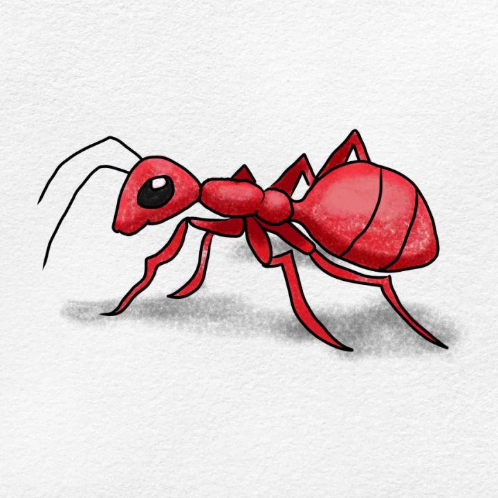 Color Your Own Ant Drawing