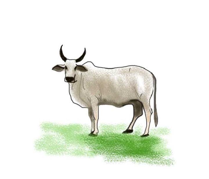 Cow Drawing for Kids with Colour
