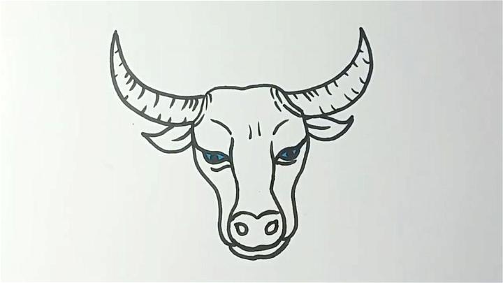 Cow Head Drawing
