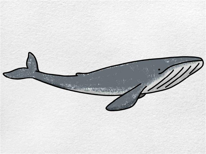 Create a Blue Whale Drawing