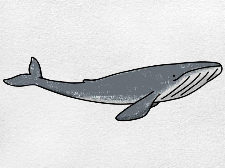 25 Easy Whale Drawing Ideas - How to Draw a Whale