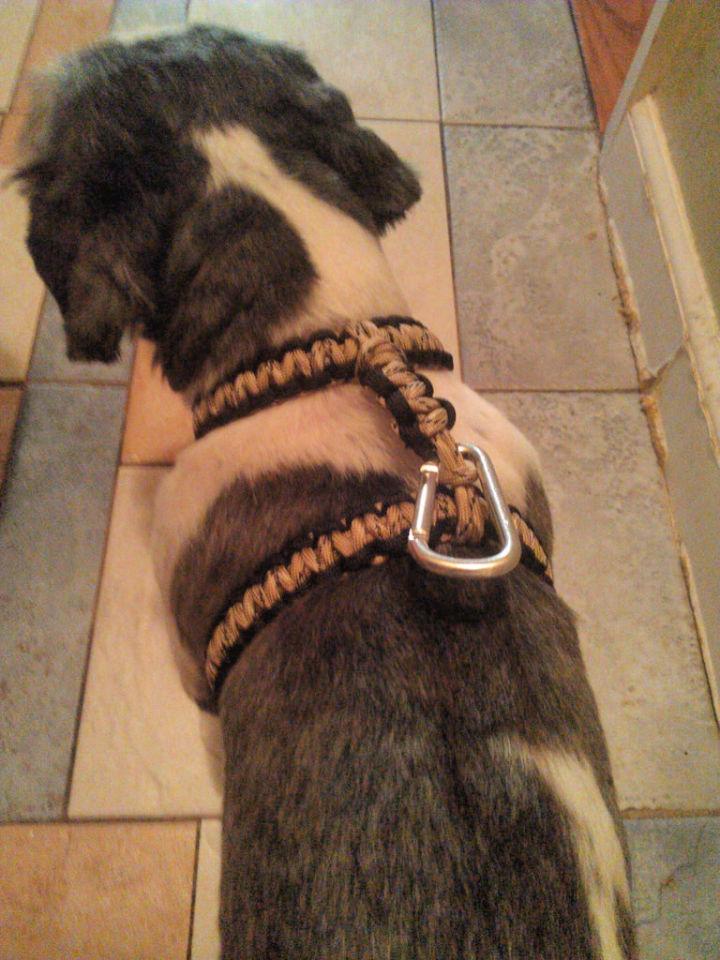Dog Harness Out of Paracord