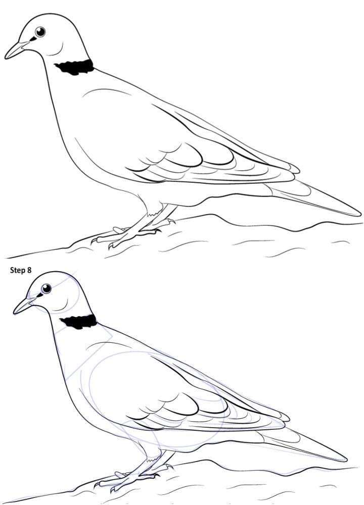 Dove Bird Drawing