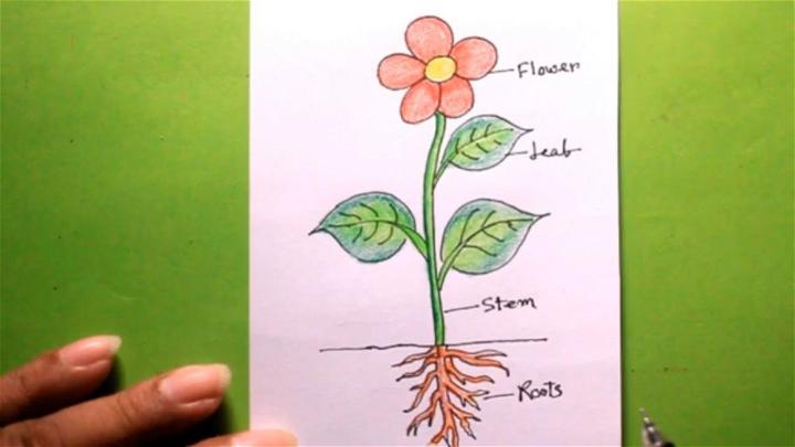 Draw Different Part of Plant