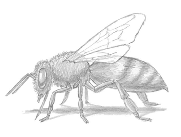 Draw Your Own Bee