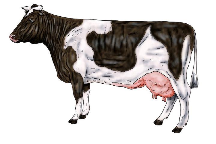 Draw Your Own Cow
