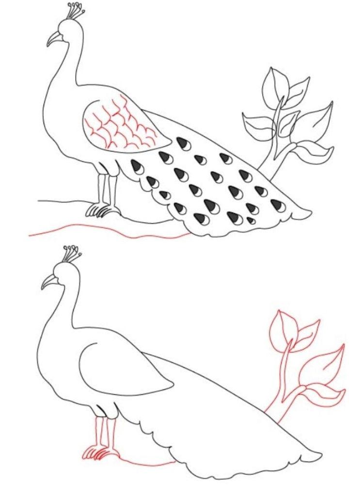 Draw Your Own Peacock