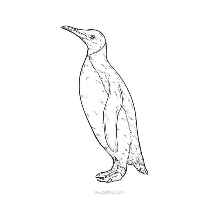 Draw a Cute Penguin