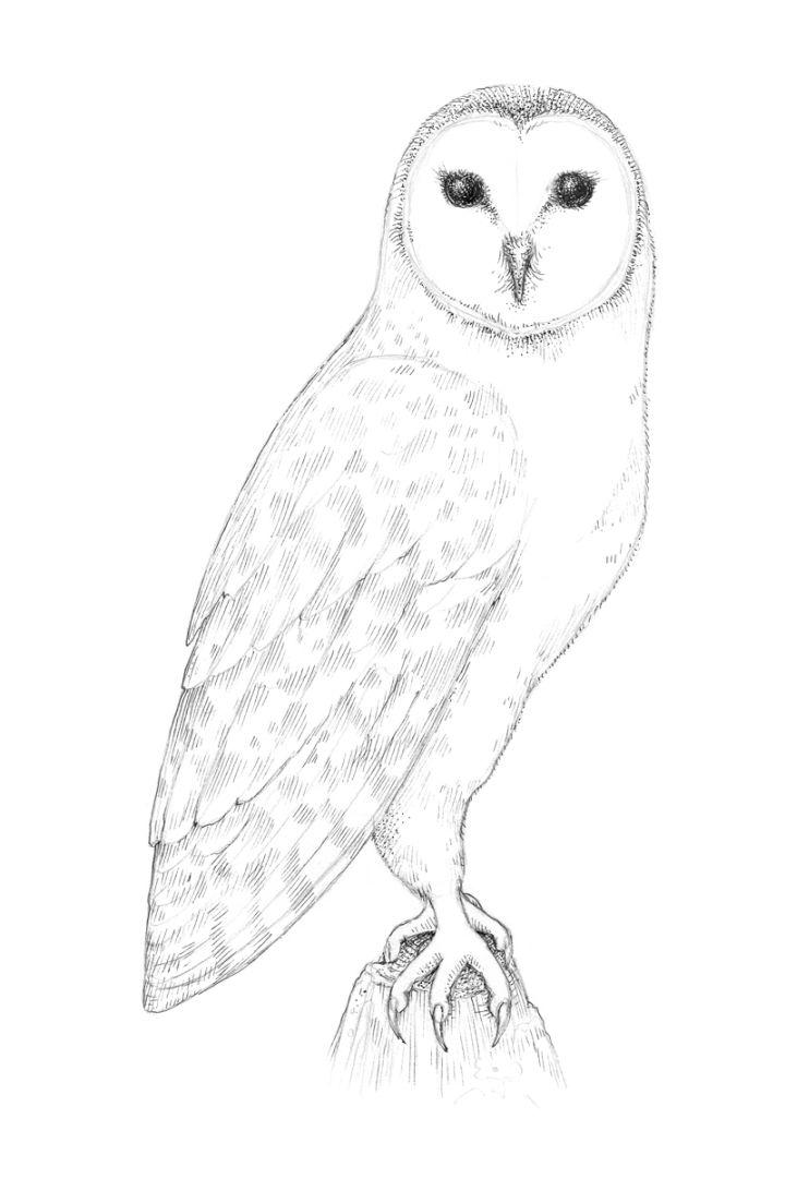 Draw a Full Body Owl with Pen and Ink
