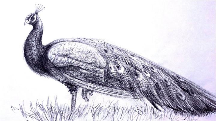 Draw a Peacock with Charcoal Pencil