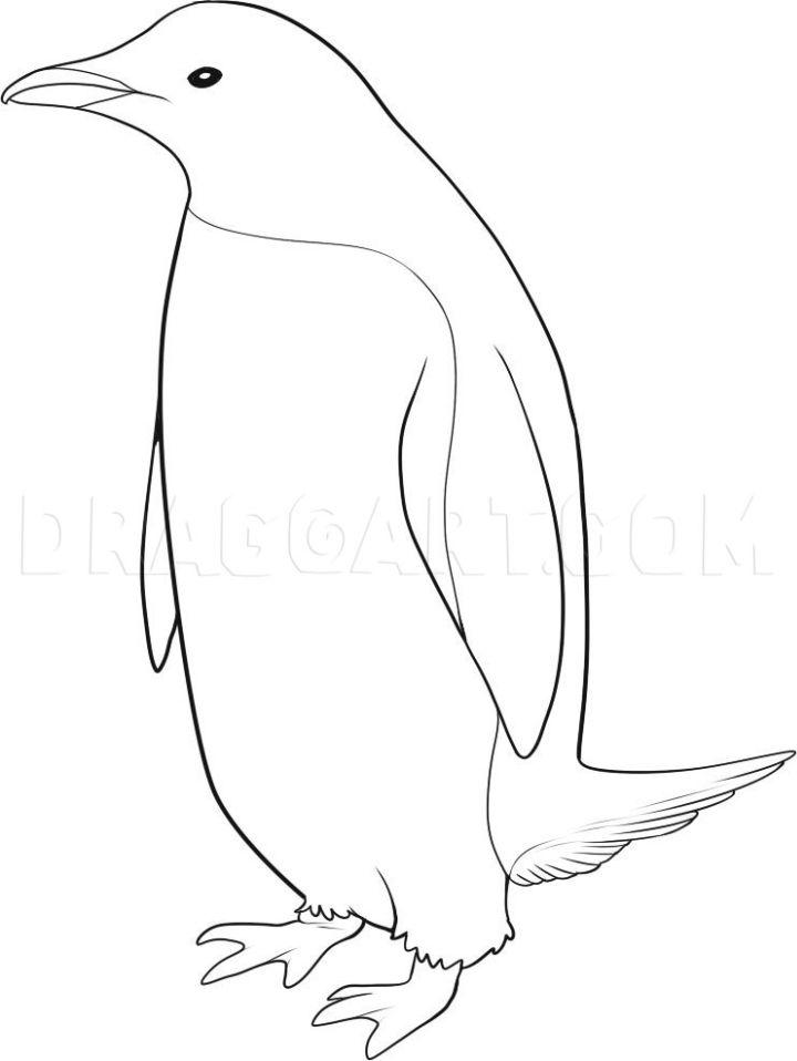 Draw a Realistic Penguin