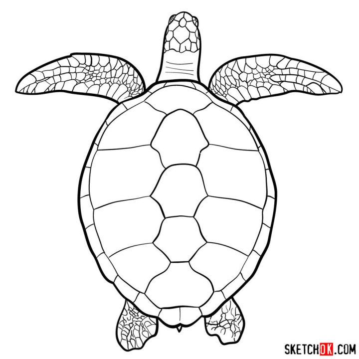 Draw a Sea Turtle View from the Top
