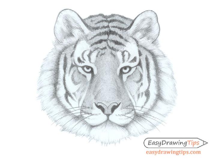 How To Draw A Real Tiger Step By Step Drawing Guide By Jtm